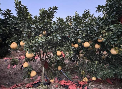 广丰湖丰：马家柚背后的“农业+旅游”生态链崛起之路